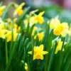 What’s the difference between Daffodils, Narcissus and Jonquils? 2 1 - Garden Express Australia