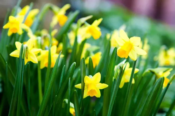 Daffodil Thalia 2 1 - Garden Express Australia