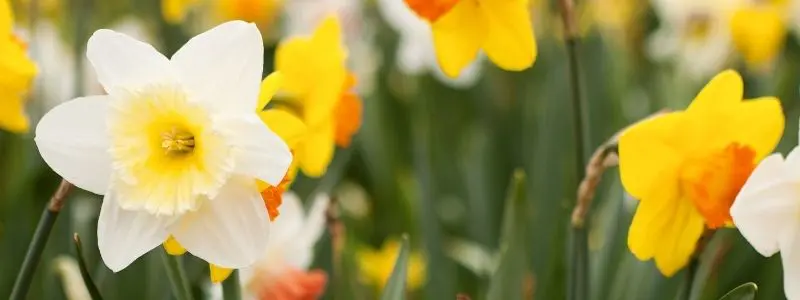 Daffodil Thalia 2 - Garden Express Australia