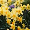 6 Types of Daffodils You Need To Know 3 - Garden Express Australia