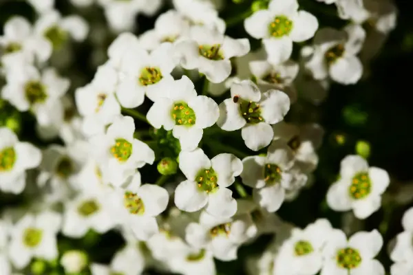 Easy Flowers To Grow In Autumn 5 - Garden Express Australia