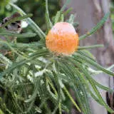 Banksia Prionotes Dwarf P14banpdw - Garden Express Australia