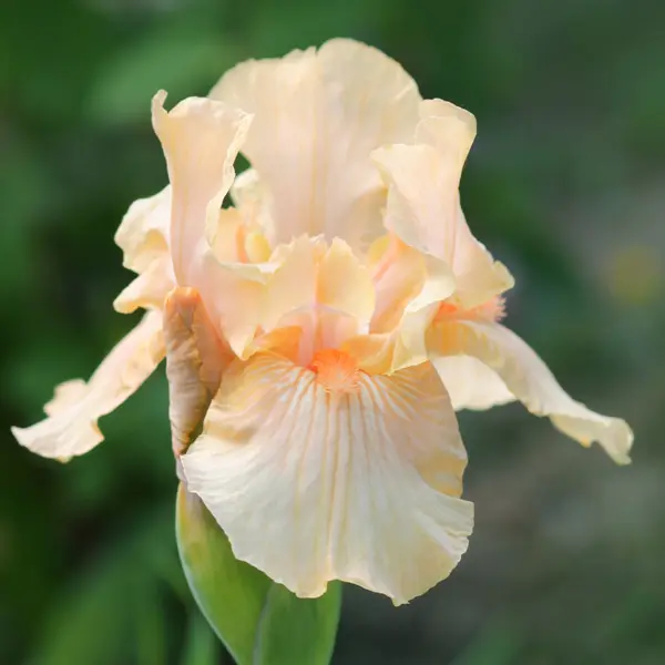 Bearded Iris Champagne Bearded Iris Champagne