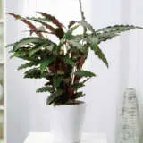 Calathea Furry Feather P13calffe - Garden Express Australia