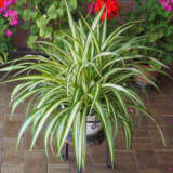 Chlorophytum Spider Plant P10chlspl - Garden Express Australia