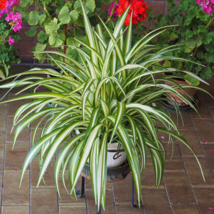 Chlorophytum Spider Plant P10chlspl - Garden Express Australia