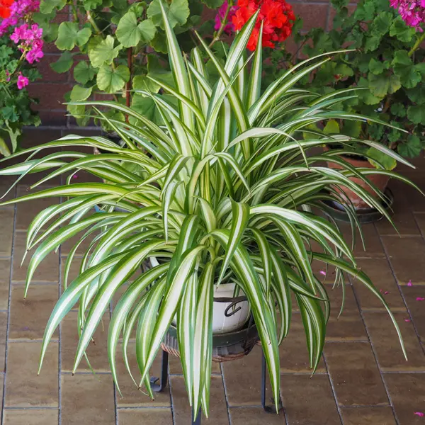 Chlorophytum Spider Plant