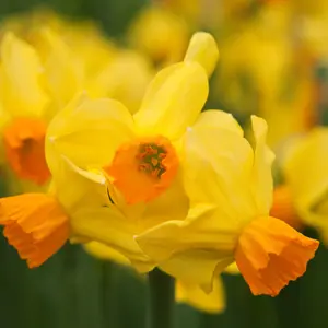 Daffodil Bittern Daffodil Bittern