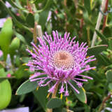 Isopogon Pink Bouquet (pbr)