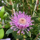Isopogon Pink Bouquet (pbr) Isopogon Pink Bouquet (pbr)