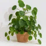 Pilea Chinese Money Plant P13pilcmp - Garden Express Australia