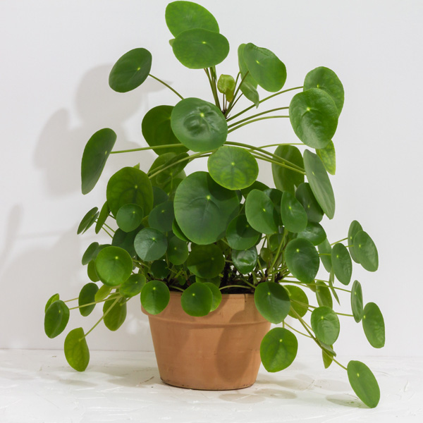 Pilea Chinese Money Plant Pilea Chinese Money Plant