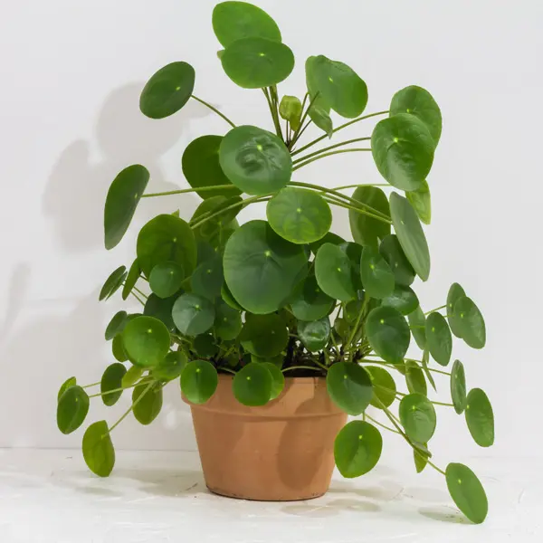 Pilea Chinese Money Plant