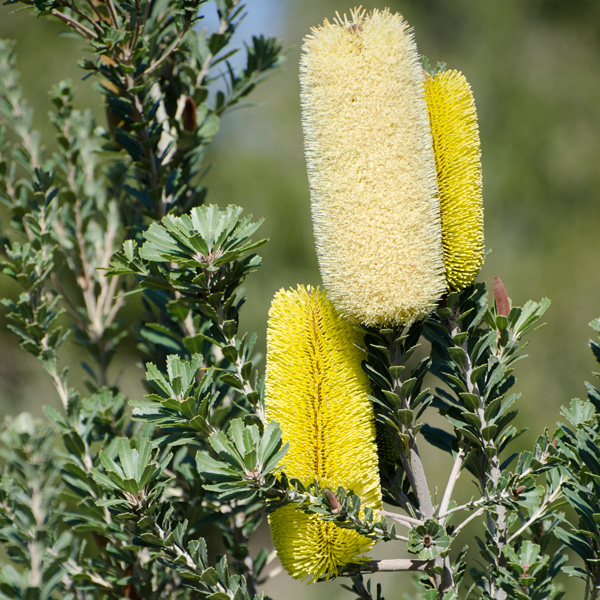 Banksia Praemorsa Yellow