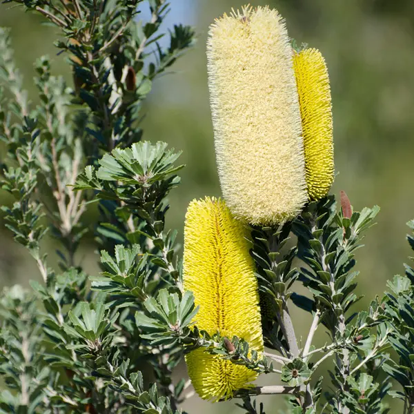 Banksia Praemorsa Yellow 50mm