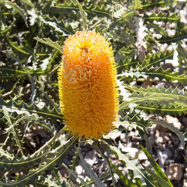Banksia Growing Guide Banksia Prionotes Dwarf St Pplbanpdw - Garden Express Australia