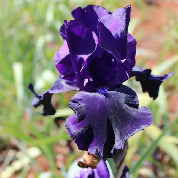 Bearded Iris Black Dragon