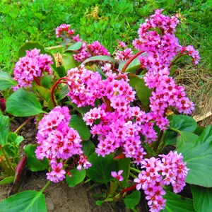 Bergenia Shoeshine Rose