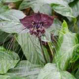 Black Bat Plant Pplblbatf - Garden Express Australia
