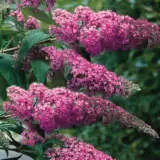 Buddleja Pink Delight - Garden Express Australia