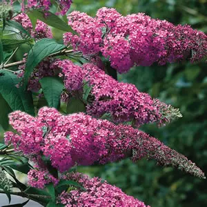 Buddleja Pink Delight