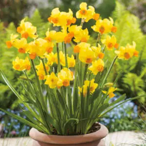 Daffodils In Pots Daffodil Bittern Pkdafbit - Garden Express Australia