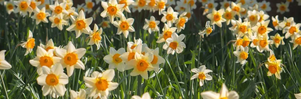 Tools For Planting Bulbs Eilis Garvey Kntk0riwlty Unspl - Garden Express Australia