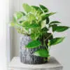 The Best Hanging Plants to Liven Up Your Garden & Home Epipremnum Devils Ivy Pplepidiv - Garden Express Australia