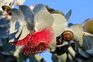 How Do Trees Help The Environment? Eucalyptus 3410621 640 - Garden Express Australia