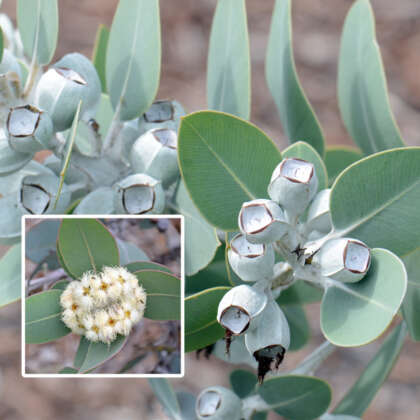Eucalyptus Pleurocarpa Ppleucple - Garden Express Australia