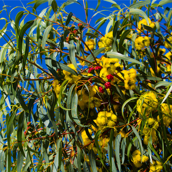 Hardy Eucalyptus Illyarrie Gum E erythrocorys Red Capped Gum Plug Plants. 