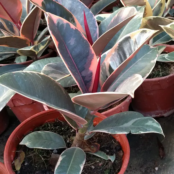 Ficus Ruby