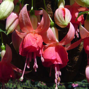Fuchsia Dancing Flame - Garden Express