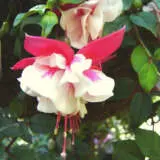 Fuchsia Dimples Pplfucdim - Garden Express Australia