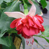 Fuchsia Double Basket Or Pots Collection 1