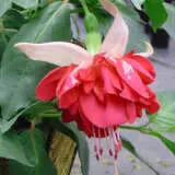 Fuchsia Double Basket Or Pots Collection 1 Fuchsia Double Basket Or Pots Collection 1