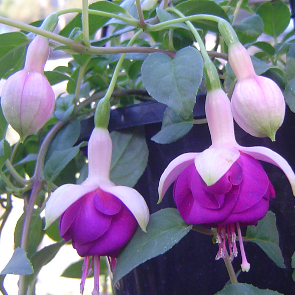Fuchsia Lena Garden Express
