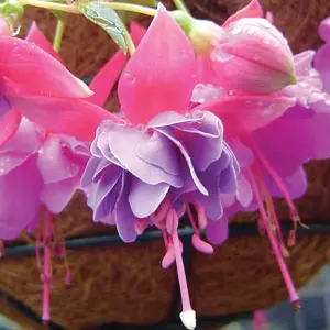 Fuchsia Lisa Fuchsia Lisa