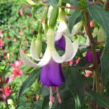 Fuchsia Preston Guild