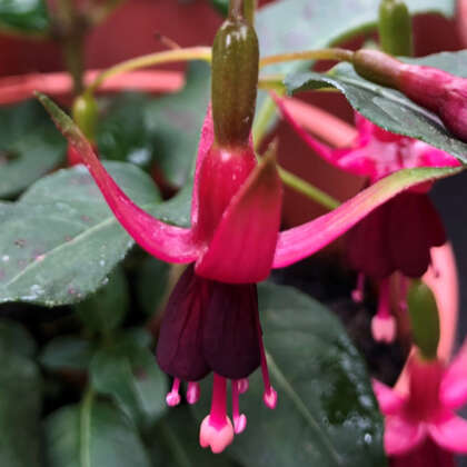 Fuchsia Purperklojke