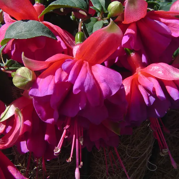 Fuchsia Vee Fuchsia Vee