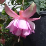 Fuchsia Vivienne Christine Pplfucvch - Garden Express Australia