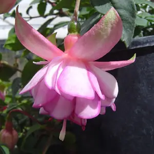 Fuchsia Vivienne Christine Fuchsia Vivienne Christine