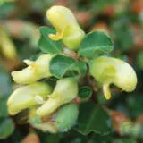 Gastrolobium Lemon Drops Lpogasldr - Garden Express Australia
