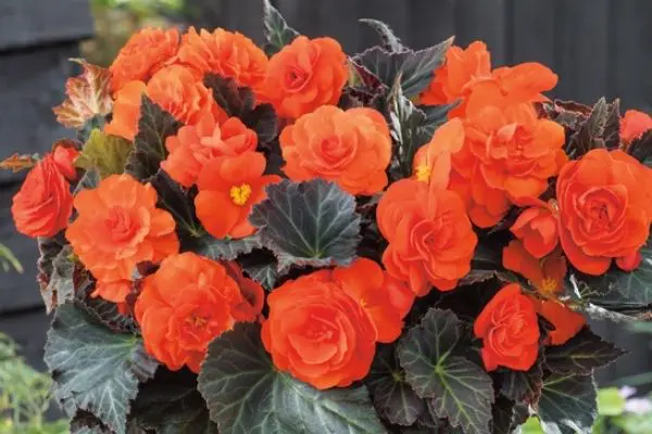 Colourful Foliage Plants For Your Garden Gebegonia - Garden Express Australia