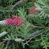 Grevillea Gaudi Chaudi Pplgregch - Garden Express Australia