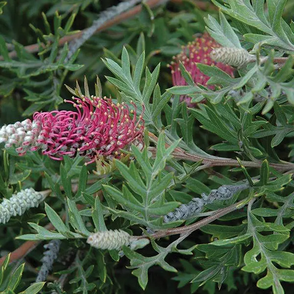 Grevillea Gaudi Chaudi