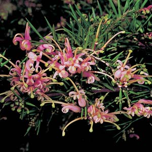 Grevillea Pink Lady - Garden Express Australia
