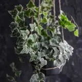 Hedera Variegated Ivy Pplhedviv - Garden Express Australia