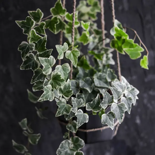 Variegated Ivy- Camouflage